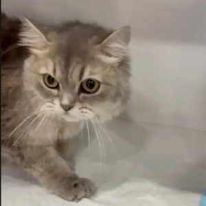 Siberian & Persian Mix