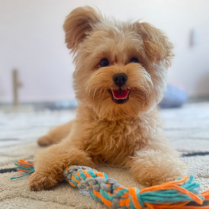 Rico / Pomapoo