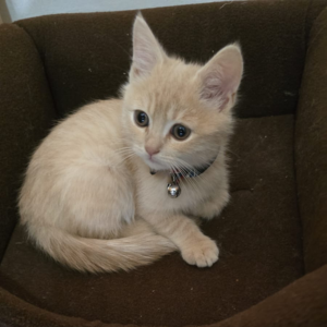 Persian / Male / 3 Months Old