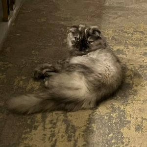 Scottish / Female / 5 Years Old