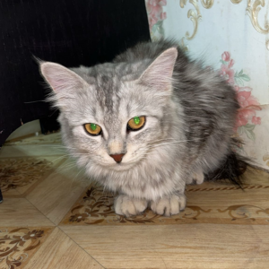 3 Persian Cats / Female - Zue For Pet Supplies Co.
