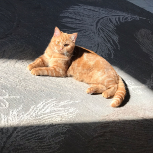 Lulu / Squash Mix
