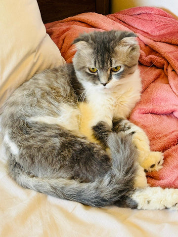 2 Cats / Male & Female - Zue For Pet Supplies Co.