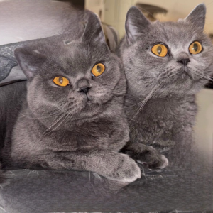 British Twins - Zue For Pet Supplies Co.