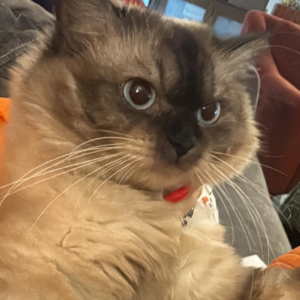 Siberian / Female - Zue For Pet Supplies Co.