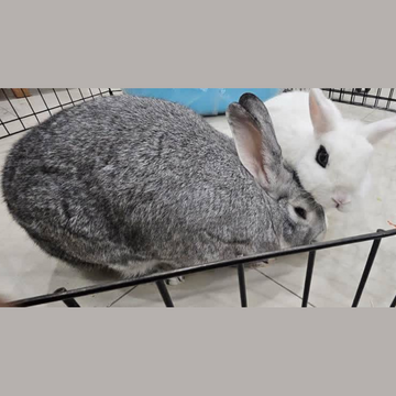 Wispy & Aya - Zue For Pet Supplies Co.