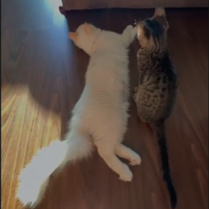 Ragdoll–Siamese Mix & Domestic/Baladi