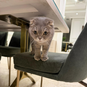 Scottish / Female / 1 Year Old