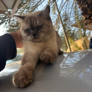 Mixed Breed / Female