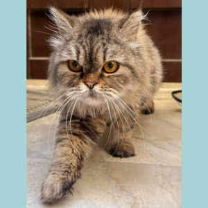 Shirazi / Female / 1.5 Years Old