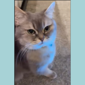 British / Male / 4 Years Old