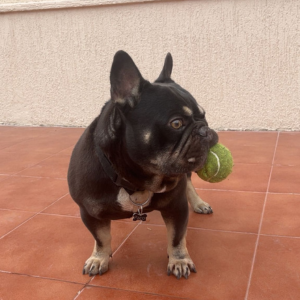 French Bulldog / Male / 3 Years Old