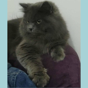 British Scottish Mix / Male