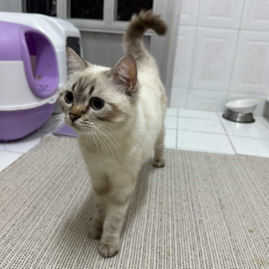 Scottish / Female / 8 Months Old