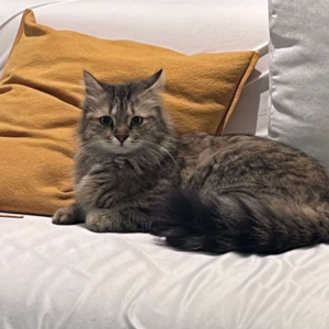 Female Cat / Lost & Found