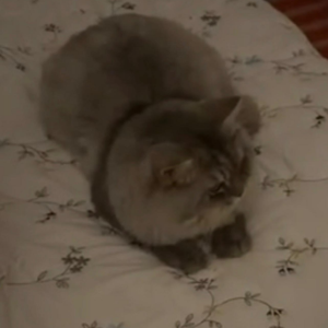 Scottish / Male / 9 Months Old