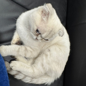 Scottish Fold / Female