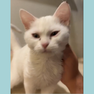 Shirazi / Female / 4 Months Old