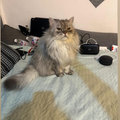 Multiple Cats - Zue For Pet Supplies Co.