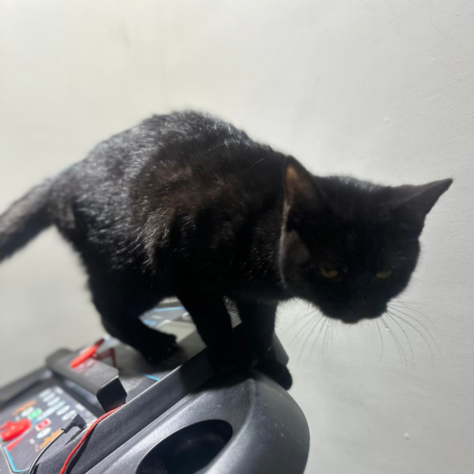 British / Female / 7 Months Old