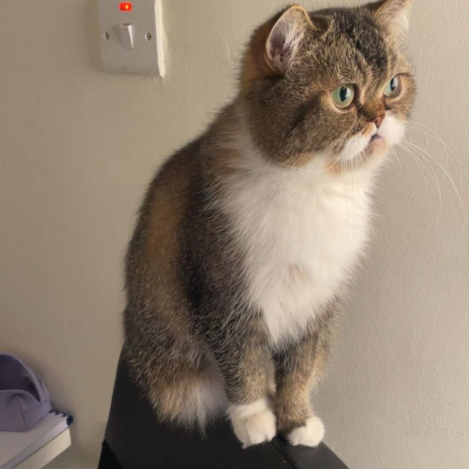 Scottish Fold / Male / 2 Years Old - Zue For Pet Supplies Co.