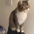 Scottish Fold / Male / 2 Years Old - Zue For Pet Supplies Co.