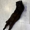 Tota / Scottish Fold - Zue For Pet Supplies Co.
