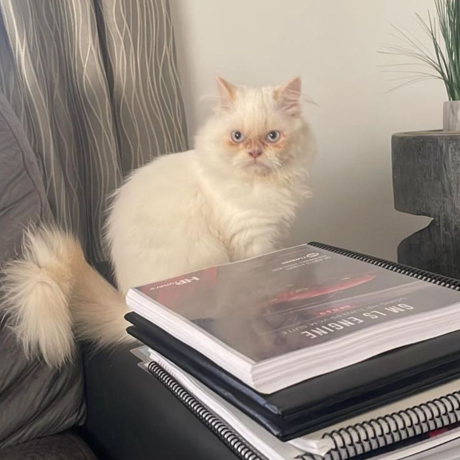 Farfour / Ragdoll / Male - Zue For Pet Supplies Co.