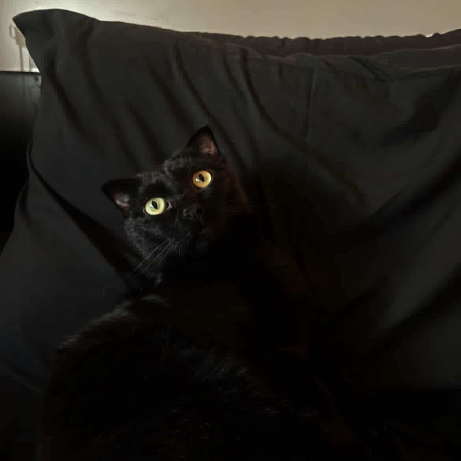 Scottish Fold / Male / 3 Years Old - Zue For Pet Supplies Co.