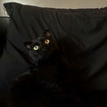 Scottish Fold / Male / 3 Years Old - Zue For Pet Supplies Co.