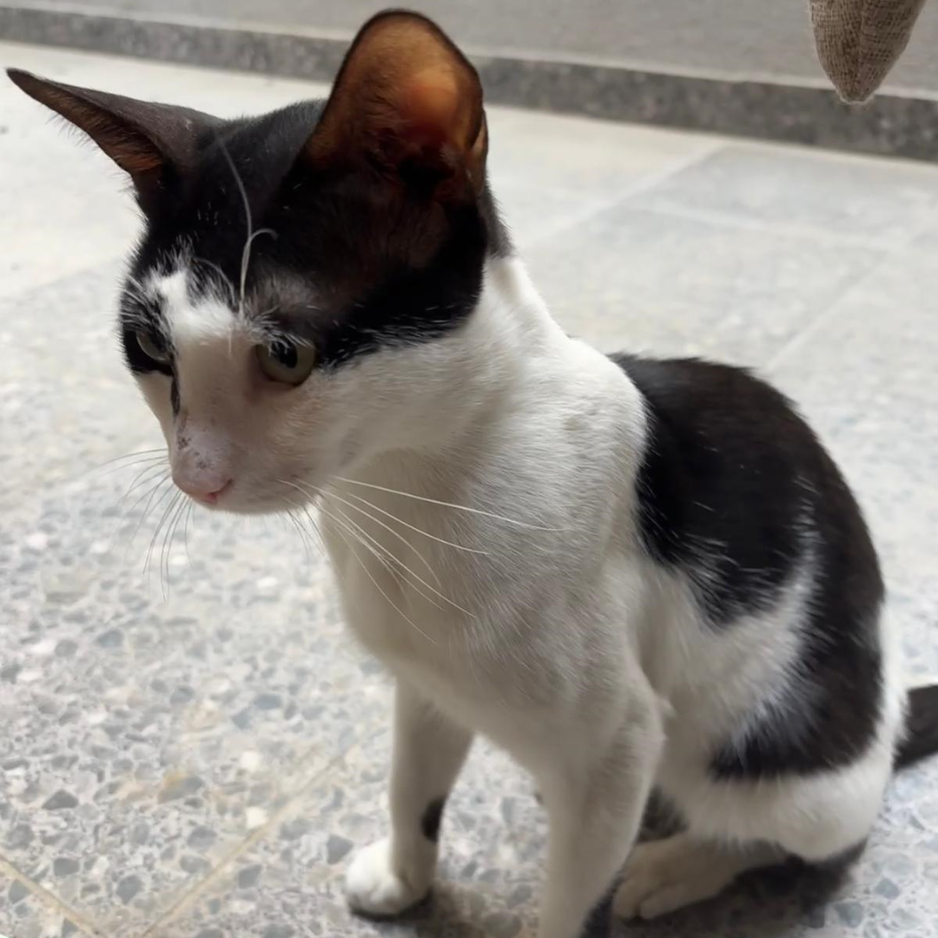 Street Kitten - Zue For Pet Supplies Co.