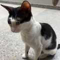 Street Kitten - Zue For Pet Supplies Co.