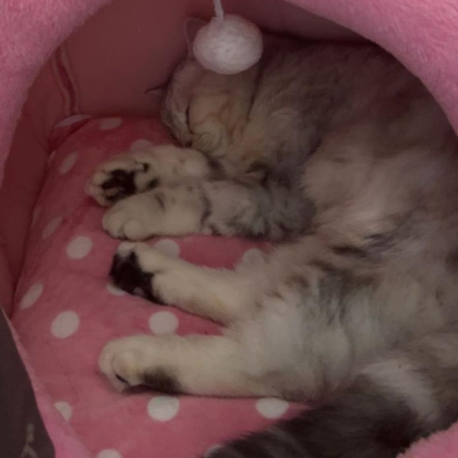 British Shorthair / Female - Zue For Pet Supplies Co.