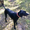 German Shorthaired Pointer (GSP) / Male - Zue For Pet Supplies Co.