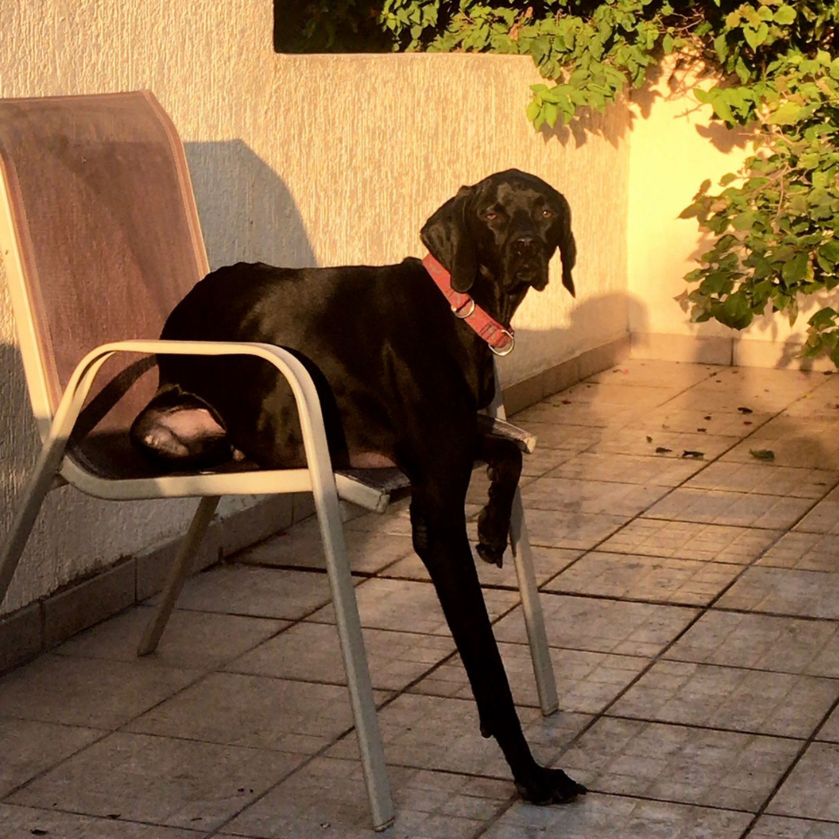 German Shorthaired Pointer (GSP) / Male - Zue For Pet Supplies Co.