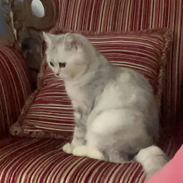 British Shorthair / Female - Zue For Pet Supplies Co.