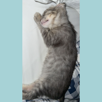 Shirazi & Scottish / Female & Male