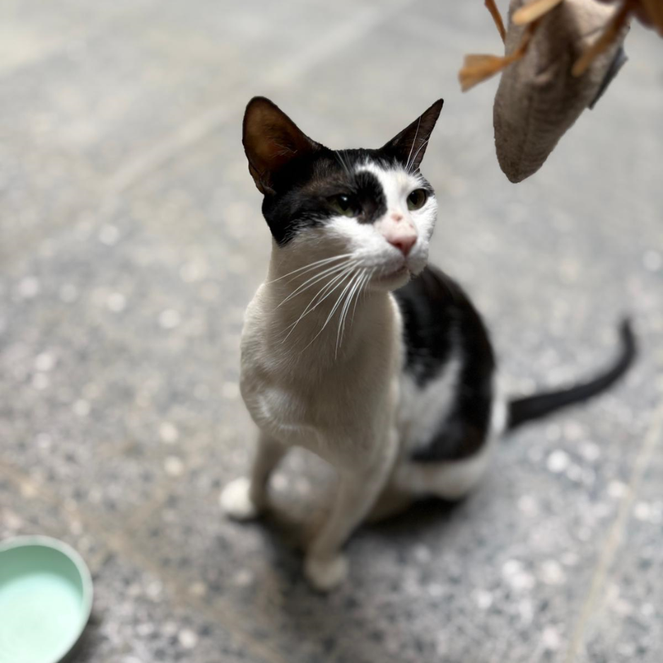 Street Kitten - Zue For Pet Supplies Co.