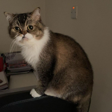 Scottish Fold / Male / 2 Years Old - Zue For Pet Supplies Co.