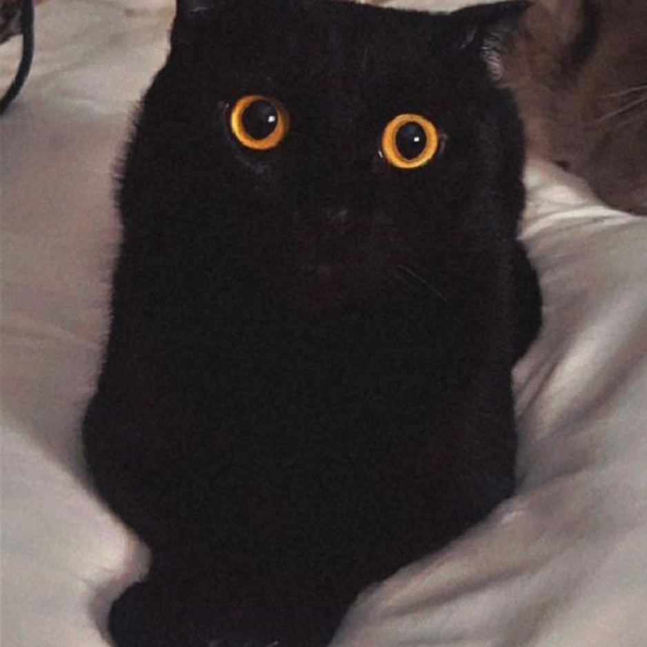 Scottish Fold / Male / 3 Years Old - Zue For Pet Supplies Co.