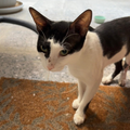 Street Kitten - Zue For Pet Supplies Co.