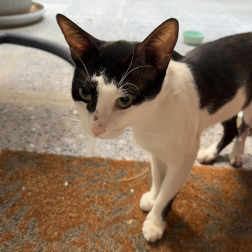 Street Kitten - Zue For Pet Supplies Co.