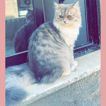 Siberian / Female / 1.6 Years Old - Zue For Pet Supplies Co.