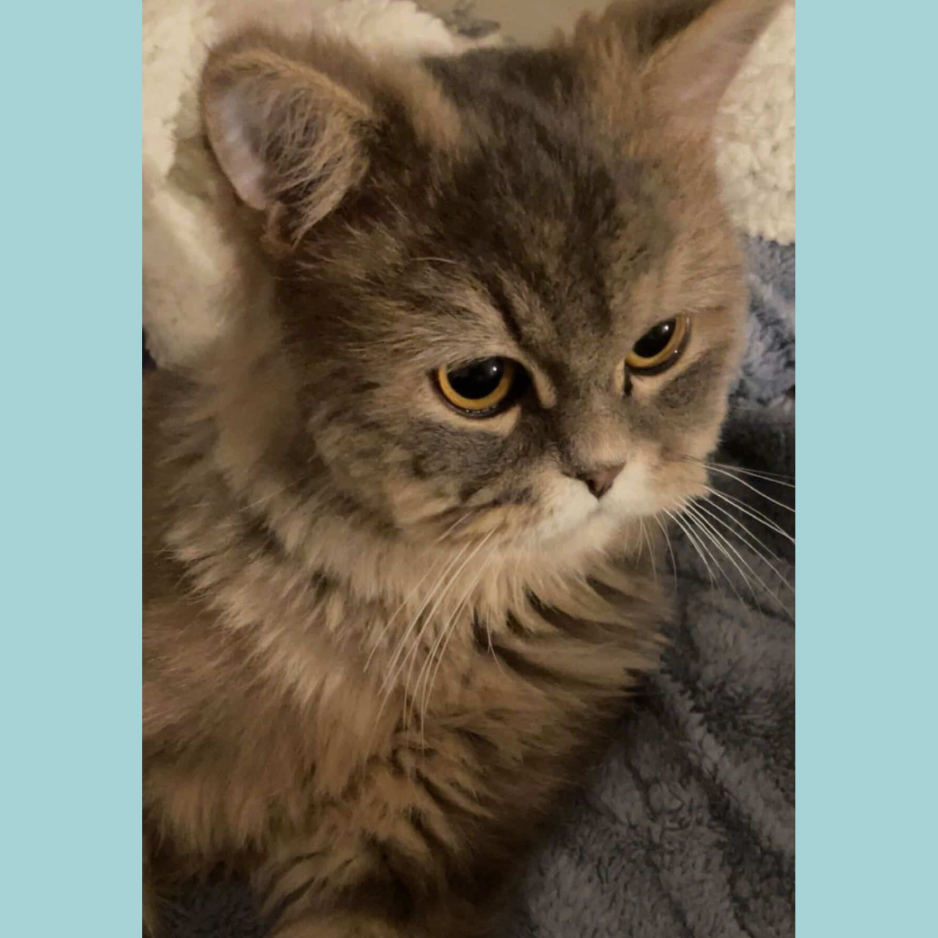 Scotch  / Male / 1 Year Old - Zue For Pet Supplies Co.