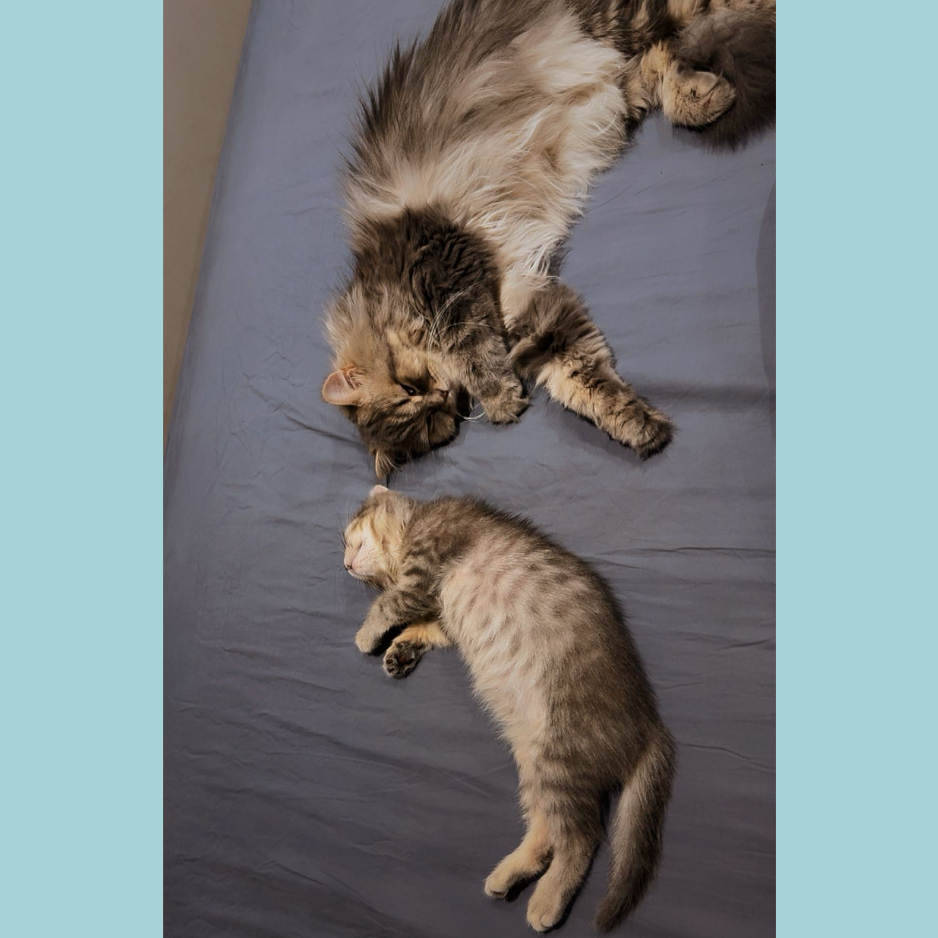 Shirazi & Scottish / Female & Male