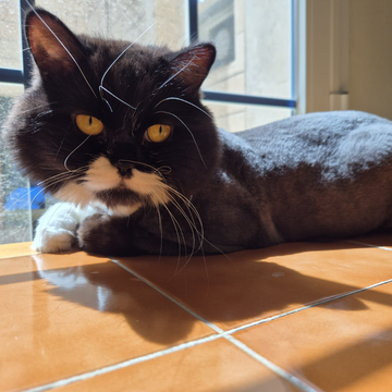 Persian / Male / 3 Years Old - Zue For Pet Supplies Co.