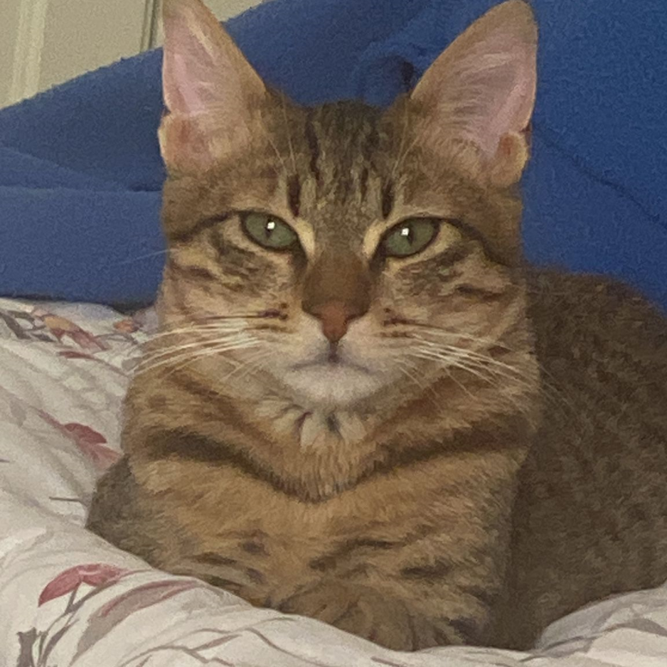 Tabby Cat - Zue For Pet Supplies Co.