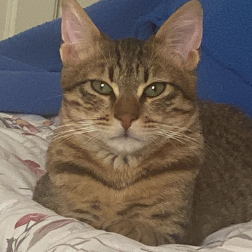 Tabby Cat - Zue For Pet Supplies Co.