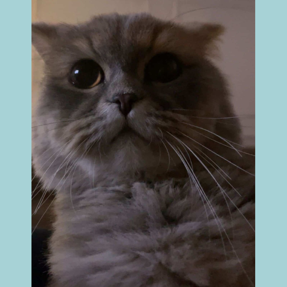 Scotch  / Male / 1 Year Old - Zue For Pet Supplies Co.