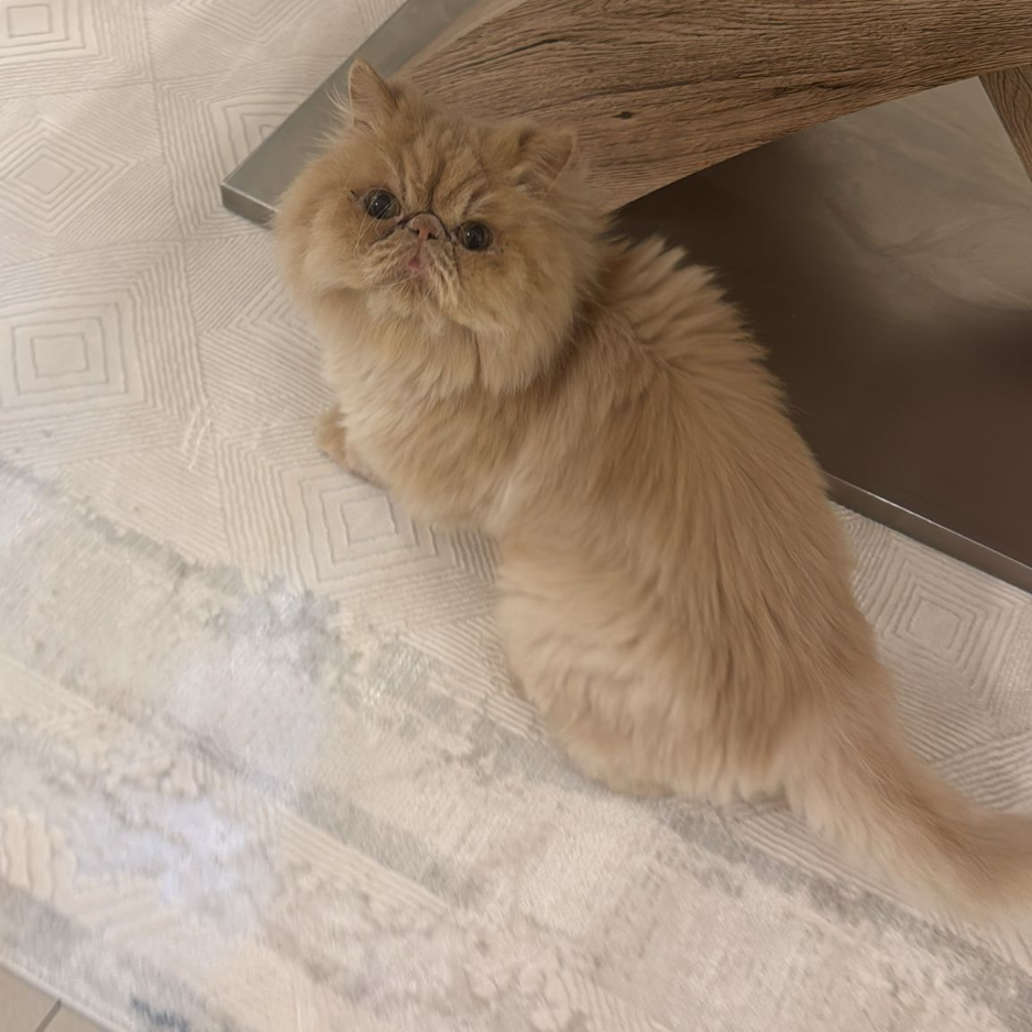 Pecky Face Orange Cat & Scottish Fold White Cat - Zue For Pet Supplies Co.